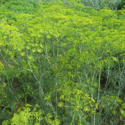 Long Island Mammoth Dill Seeds, Herbal