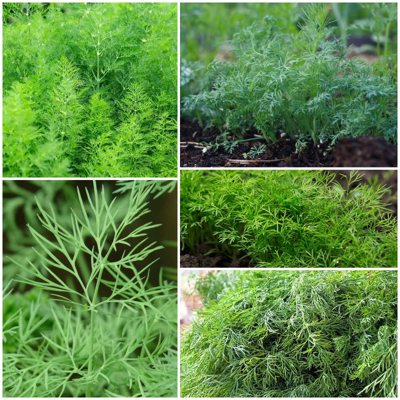 Dill Seeds - All In One For Home Gardens