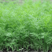 Dill Seeds - All In One For Home Gardens