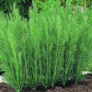 Dill Seeds - All In One For Home Gardens
