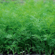 Compatto Dill Seeds, Herbal