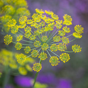 Anethum Graveolens Dill Seeds, Herbal
