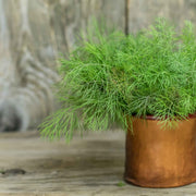 Compatto Dill Seeds, Herbal