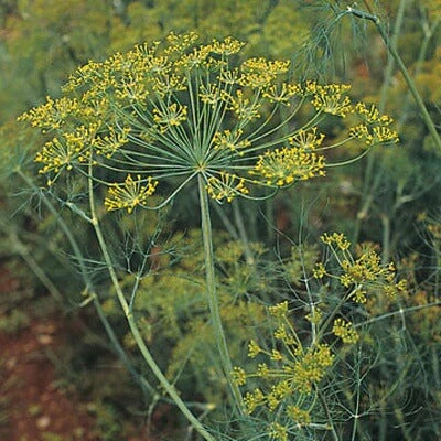Dukat Strain Dill Seeds, Herbal