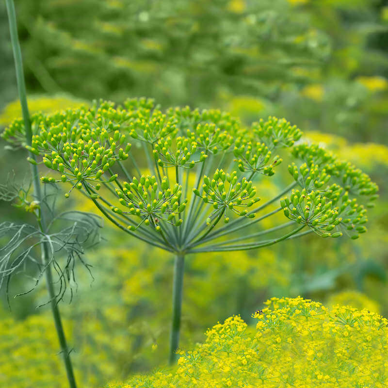 Long Island Mammoth Dill Seeds, Herbal