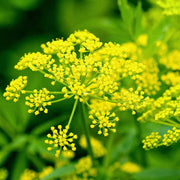 Yellow Mammoth Dill Seeds, Herbal
