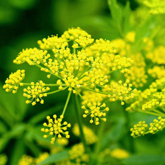 Yellow Mammoth Dill Seeds, Herbal