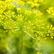 Yellow Mammoth Dill Seeds, Herbal