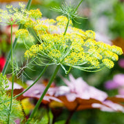 Yellow Mammoth Dill Seeds, Herbal
