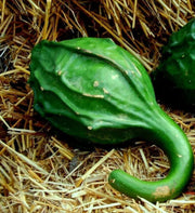 Dinosaur Gourd Seeds