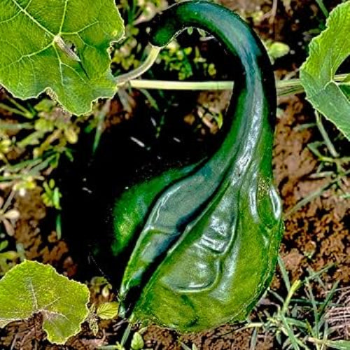 Dinosaur Gourd Seeds