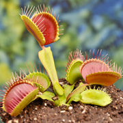 Venus Seeds, Dionaea muscipula Flower Seeds