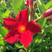 Pink Seeds, Mandevilla sanderi Flower Seeds