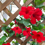 Pink Seeds, Mandevilla sanderi Flower Seeds