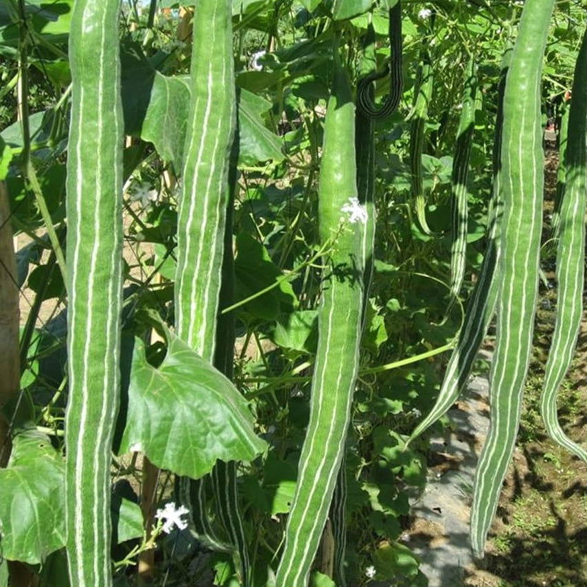 Long Green Dipper Gourd Seeds