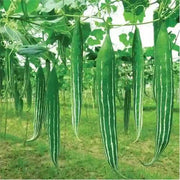 Long Green Dipper Gourd Seeds