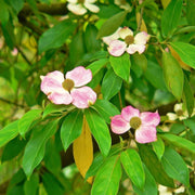 Pink Dogwood Seeds
