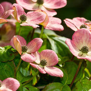 Pink Dogwood Seeds