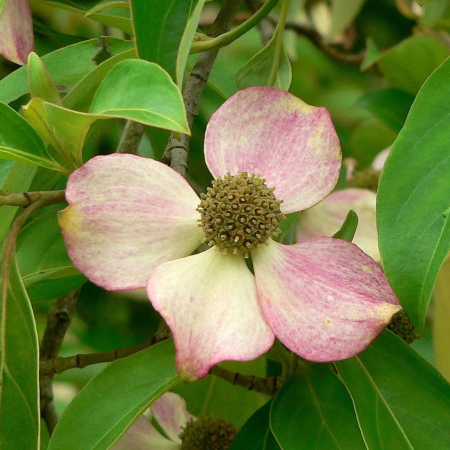 Pink Dogwood Seeds