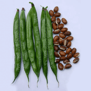 Dolichos Bean Seeds
