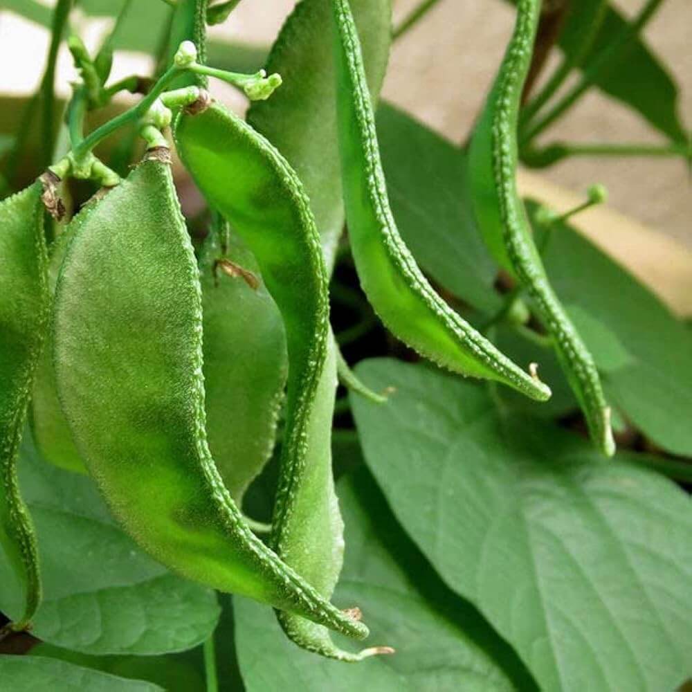 Dolichos Bean Seeds