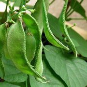 Dolichos Bean Seeds