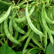 Sem Fali Seeds, Lablab purpureus Vegetable Seeds