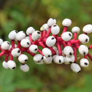 Actaea Pachypoda Doll's Eyes Seeds, Herbal
