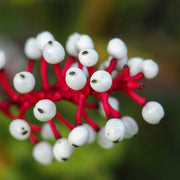 Actaea Pachypoda Doll's Eyes Seeds, Herbal