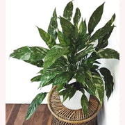 Domino Peace Lily Seeds