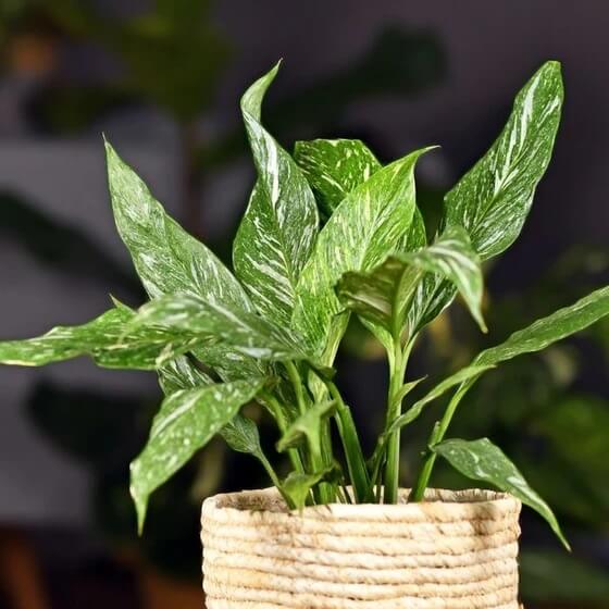 Domino Peace Lily Seeds
