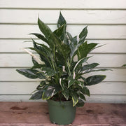 Domino Peace Lily Seeds