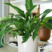 Domino Peace Lily Seeds