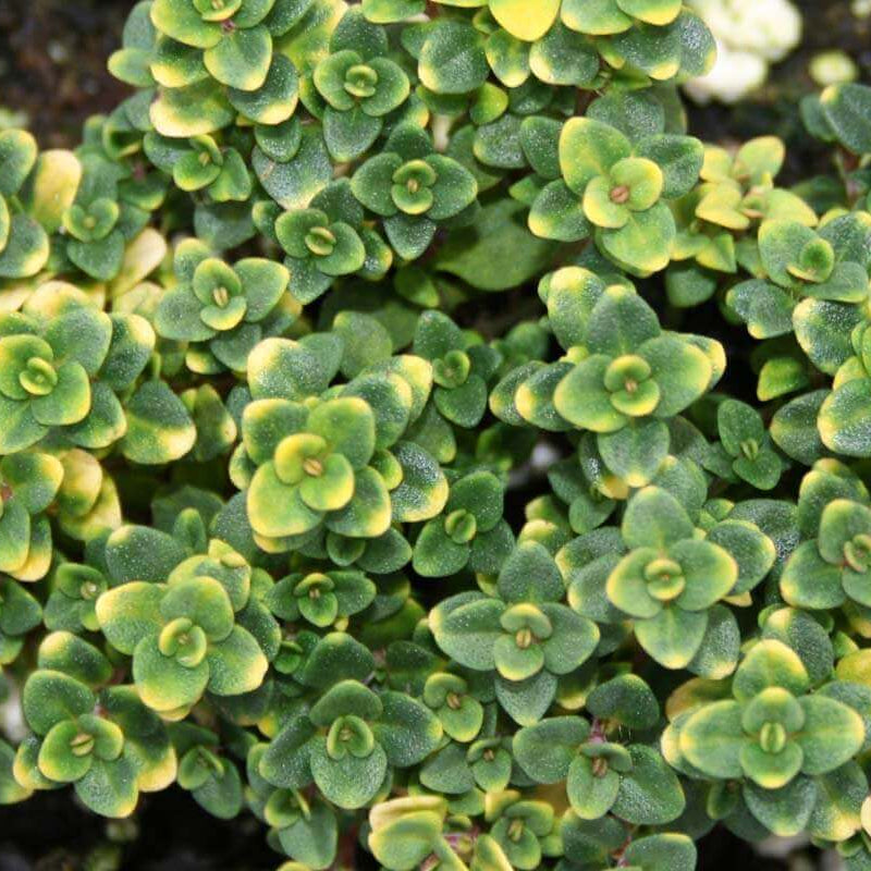 Doone Valley Thyme Seeds - Flower Plant