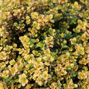 Doone Valley Thyme Seeds - Flower Plant