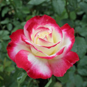 Double Delight Rose Seeds