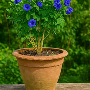 Butterfly Pea Seeds – Clitoria ternatea
