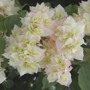 Orange Seeds, Bougainvillea glabra Flower Seeds
