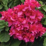 Orange Seeds, Bougainvillea glabra Flower Seeds