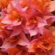 Orange Seeds, Bougainvillea glabra Flower Seeds
