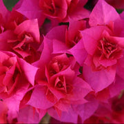 Orange Seeds, Bougainvillea glabra Flower Seeds