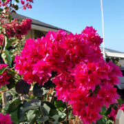 Orange Seeds, Bougainvillea glabra Flower Seeds