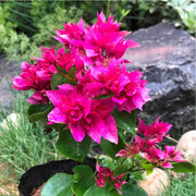 Orange Seeds, Bougainvillea glabra Flower Seeds