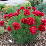 Siberian Seeds, Paeonia tenuifolia Flower Seeds