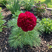 Siberian Seeds, Paeonia tenuifolia Flower Seeds