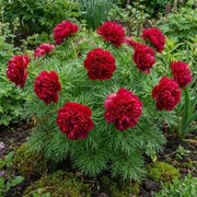 Siberian Seeds, Paeonia tenuifolia Flower Seeds