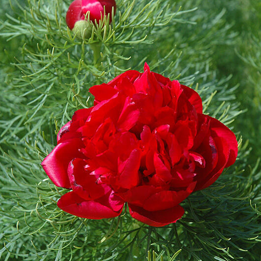 Double Flowering Fernleaf Peony Seeds - Flower Plant
