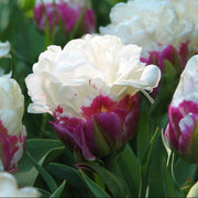 Double Late Tulip Seeds - Flower Plant
