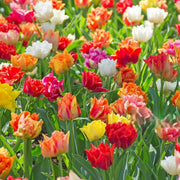 Double Late Tulip Seeds - Flower Plant