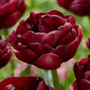 Double Late Tulip Seeds - Flower Plant